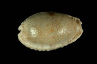 藏品(腰斑寶螺)的圖片